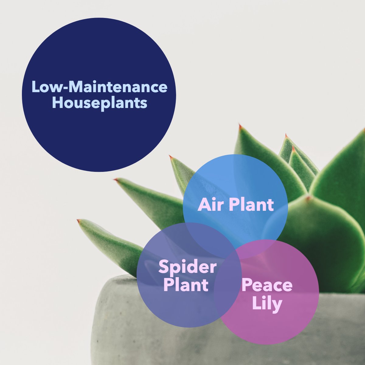 Adding plants to your space can help boost your mood 😀, but some require more TLC than others.

If you're living life on the go, we've got you covered. 😎

Check out these low-maintenance indoor plants:

Air Plant
Spider Plant
Peace Lily

#plants #plantcare