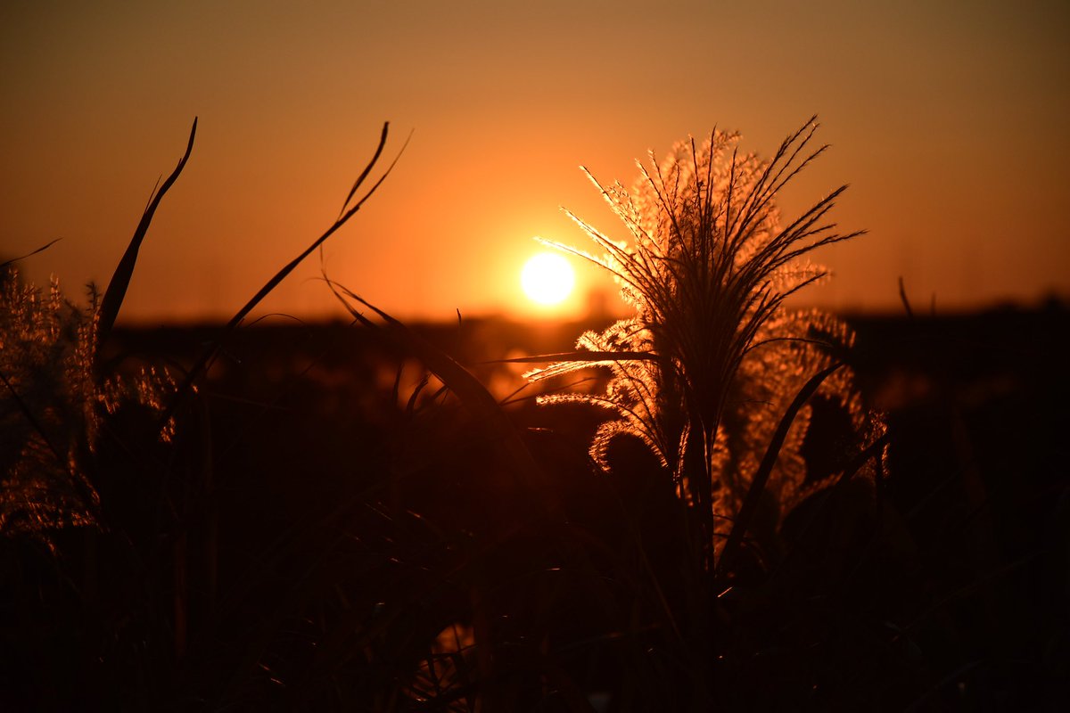 #写真 #東京都 #荒川 #夕日で映えるススキ #夕焼け #ニコン #photography #Japan #Tokyo #ArakawaRiver #PampasGrass #IlluminatedByTheSettingSun
#Nikon #D810