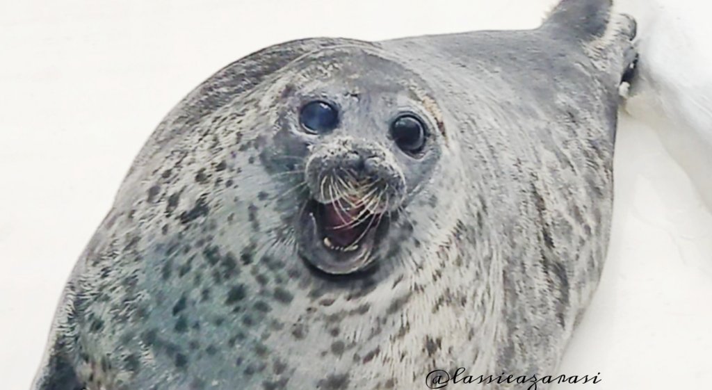 Yes
 ユキちゃん
 #海遊館  #アザラシ  #seal