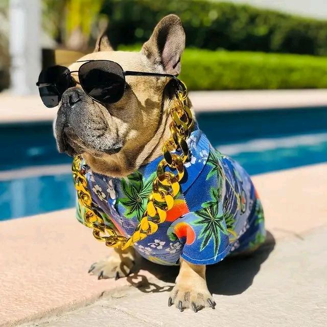 FrenchBulldog72's tweet photo. What a pose 🥰😍 https://t.co/UiqblrVd3B