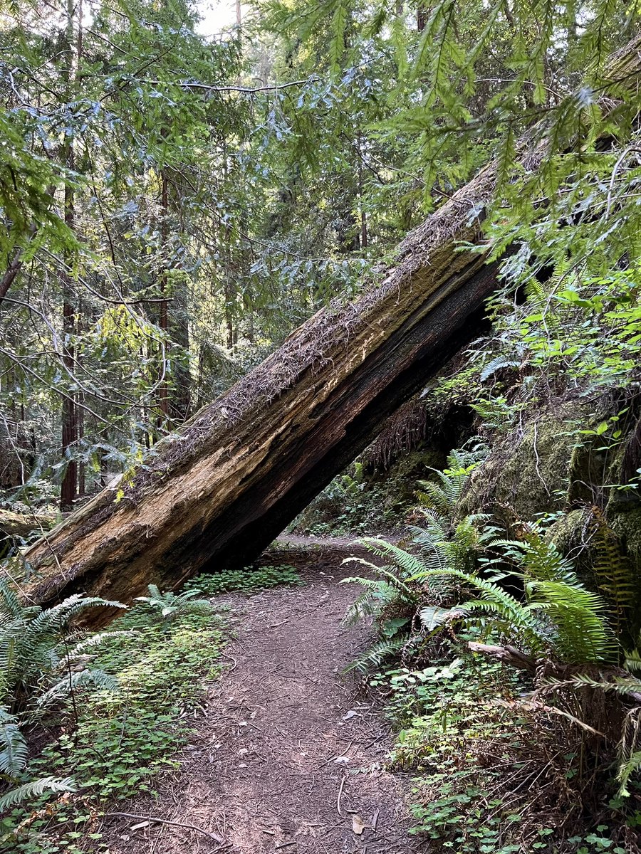 #HikingDay #MontgomeryGroveTrail #California