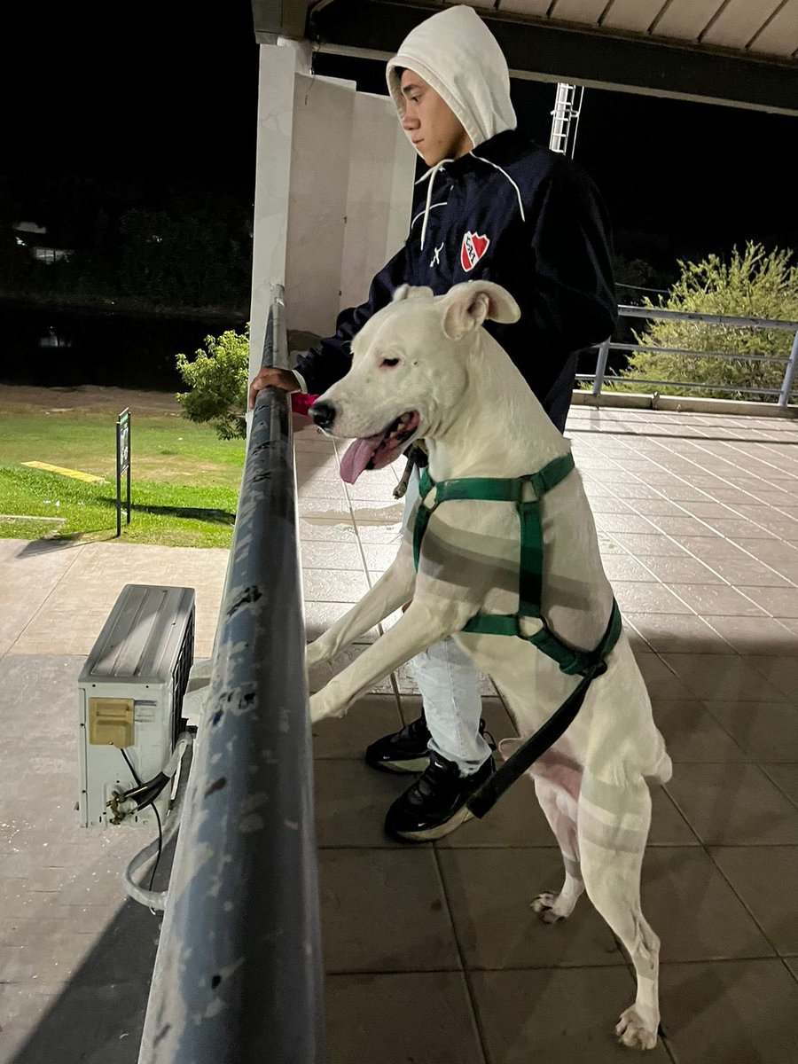 En busca de unas cachorras jaja