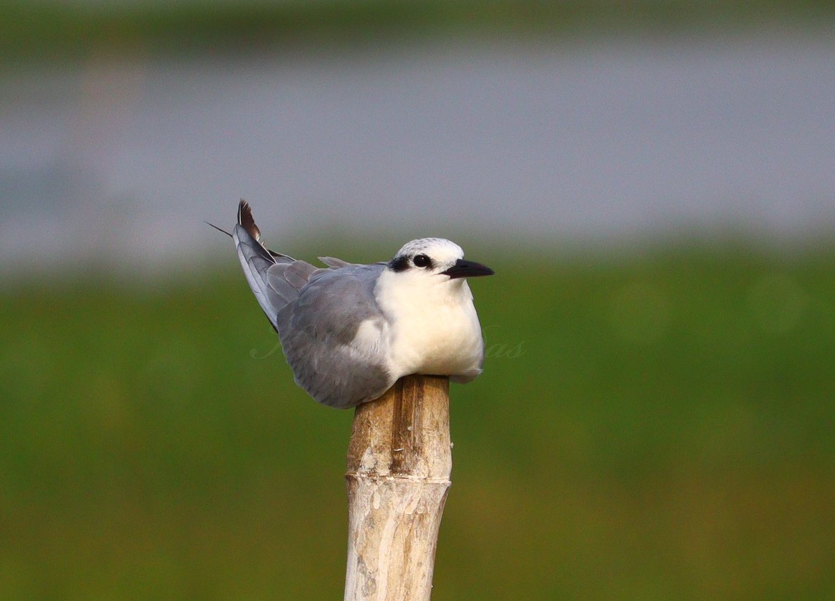 Whiskered tern in holiday mood #IndiAves