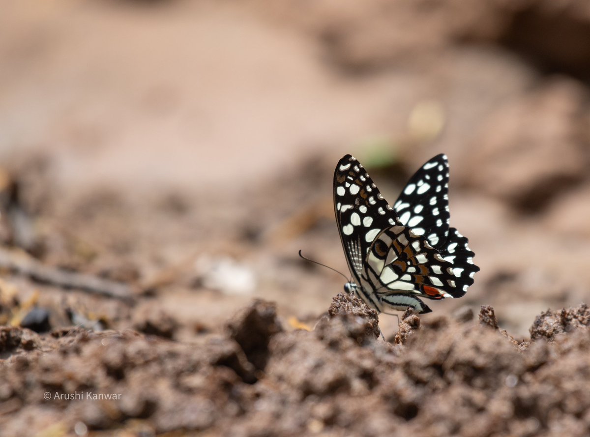 Lime butterfly (Papilio demoleus) Gurgaon, August’23 #titlituesday #IndiAves #butterfly #nikon #natgeoindia #TwitterNaturePhotography #TwitterNatureCommunity #ThePhotoHour #NatureTherapy