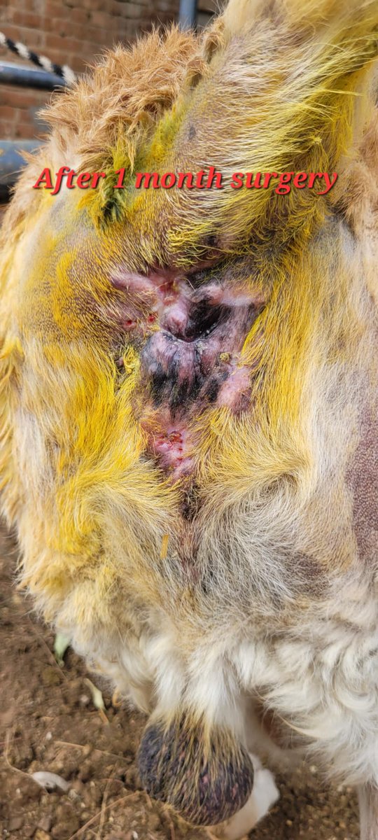 A GOLDEN RETRIVER DOG SUFFERING FROM ANAL SAC CANCER TUMOR SUCCEFULLY TREATED AT VETERINARY DISPENSARY MODASA.