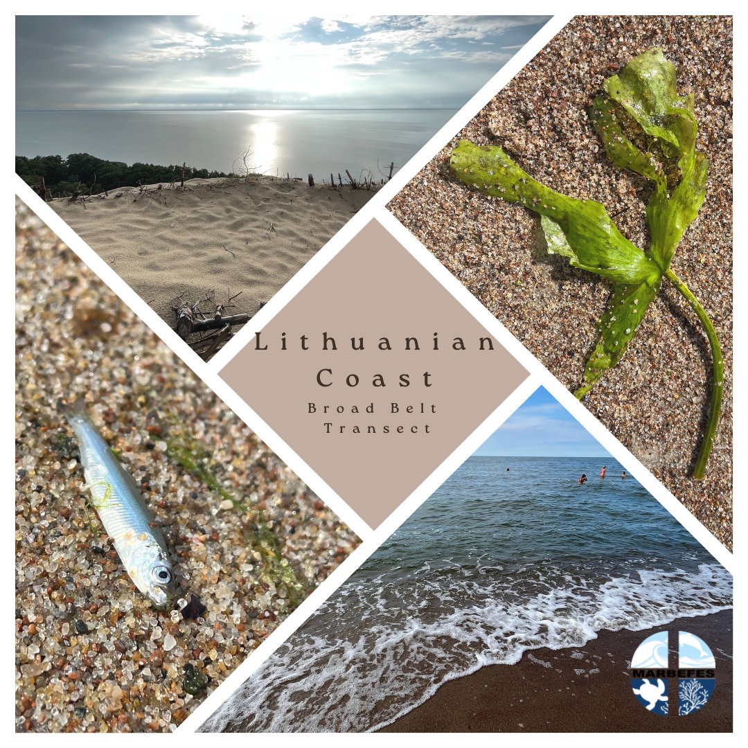 For the next celebration of the BBTs, we travel to Lithuania, which features the famous Curonian Spit, a UNESCO World Heritage Site, with work led by our colleagues at the Marine Research Institute of the Klaipeda University. 
#marine #biodiversity #carbon