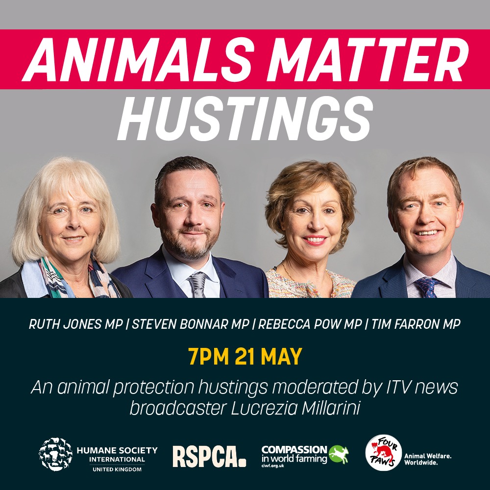 Where do the political parties in Great Britain stand on animal welfare? 🤔 Tonight we’re going to find out! Alongside our friends at @HSIUKorg, @FOURPAWSUK & @RSPCA_official we're heading into Parliament to ask reps from @UKLabour, @Conservatives, @LibDems & @theSNP.