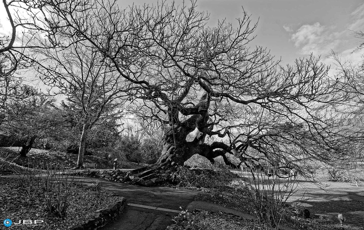 JBPhotos_UK's tweet photo. #ThickTrunkTuesday #TwistedTree #TorturedTree #trees #Monochrome #BlackandWhite #ThePhotoHour https://t.co/4Ft9TpKXI0