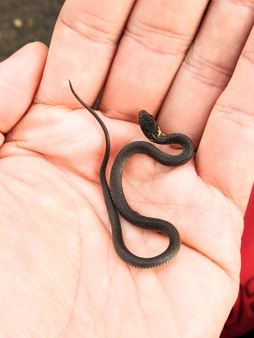 ジョギングしてたらすっげえ可愛い子供に遭遇した 