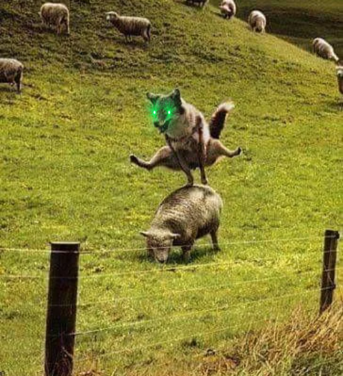 VoltInuOfficial's tweet photo. When you're touching grass and have to lock in ASAP because they resumed the #volt'ed pump ⚡️ https://t.co/npFXol7CGU