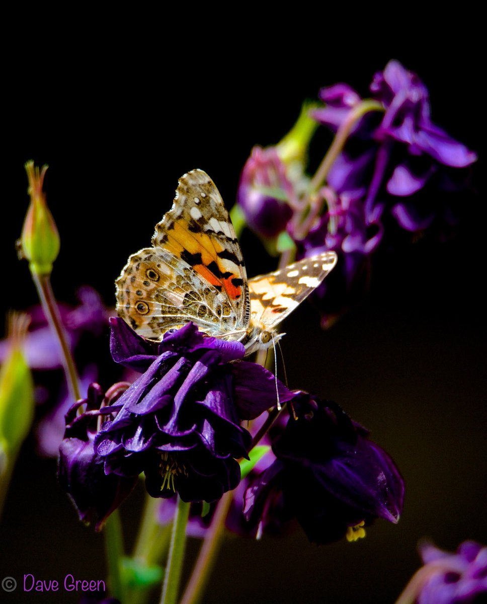 #Gardenersworld #nikonphotography @UKNikon @NikonEurope @NikonUSA @ThePhotoHour @MacroHour @TamronUK #flowerphotography #macrophotography @AP_Magazine #Butterflies First beauty of the year.