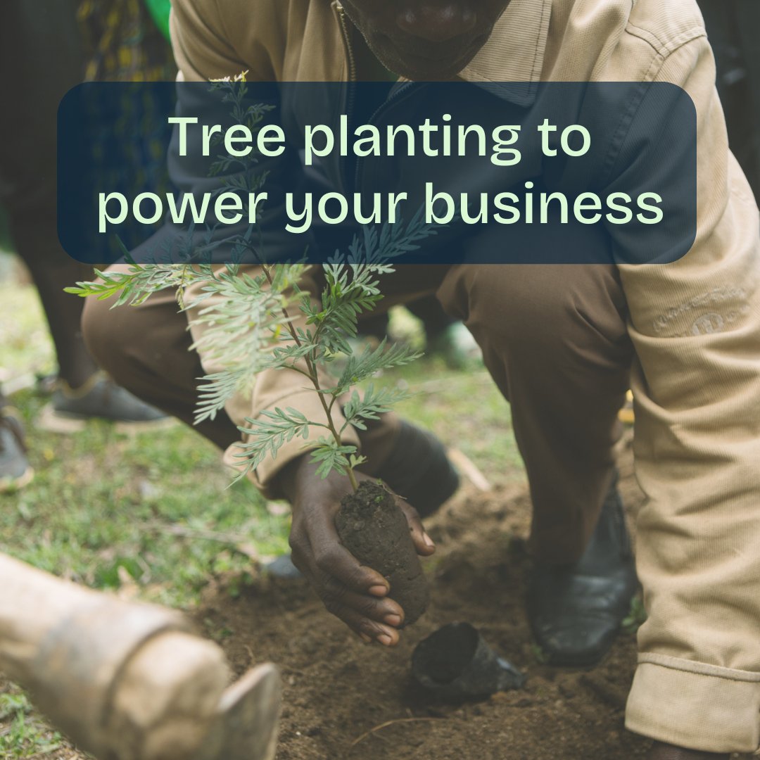 Tree Planting is a simple, yet impactful way to demonstrate your organisation's commitment to sustainability 🌳

More Trees work with businesses to integrate tree planting into their existing operations, doing good for the planet and for business!
