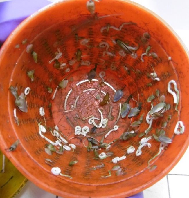 During #InvasiveSpeciesWeek, find out how marine plastic litter can spread invasive non-native species. Working with Weymouth and Portland Marine Litter Project, we found Caribbean species inside litter on Chesil Beach
Read our blog👉 bit.ly/44Ms0xf
<a href="/InvasiveSp/">Invasive Species Week</a>