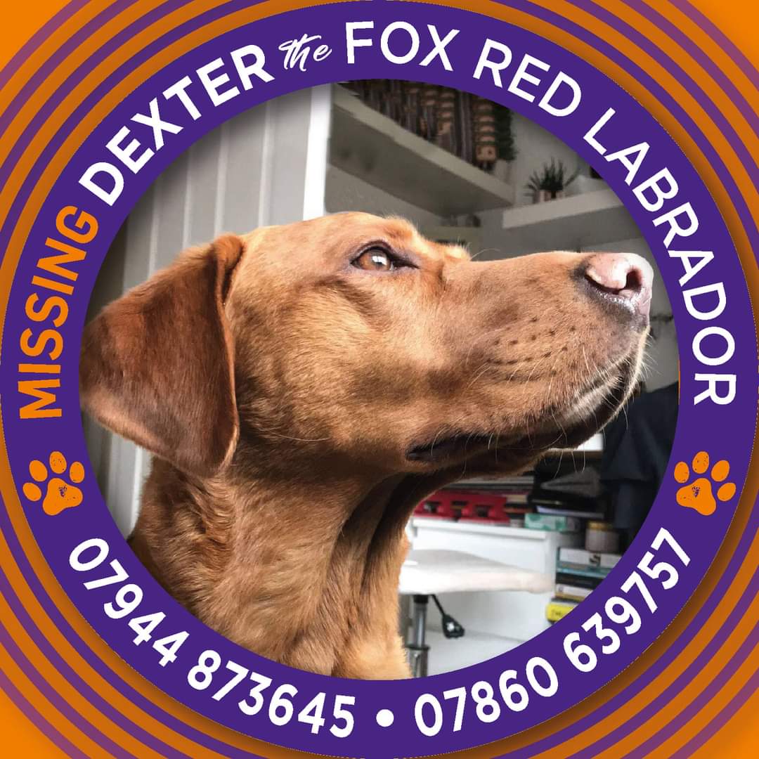 Where's Dexter? Is he in someone's home? Dexter has been missing for 3 long years ! Last seen #Beaconsfield #HP9 #Bucks #GetDexterHome REWARD FOR FIRST PERSON WHO GIVES INFORMATION THAT LEADS TO DEXTER COMING HOME