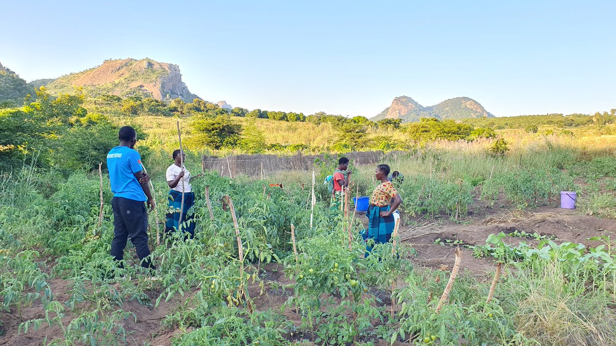 CorpsafricaM's tweet photo. In March this year, the women started selling the vegetables and earning MWK4,000 a day. This initiative is inspiring change by economically empowering women and also ensuring household food security.
#CorpsAfricaPink
#DevelopmentRedefined https://t.co/tJAiWZ3Kzn