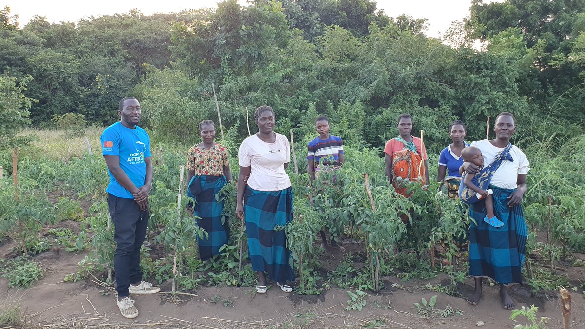 CorpsafricaM's tweet photo. In March this year, the women started selling the vegetables and earning MWK4,000 a day. This initiative is inspiring change by economically empowering women and also ensuring household food security.
#CorpsAfricaPink
#DevelopmentRedefined https://t.co/tJAiWZ3Kzn