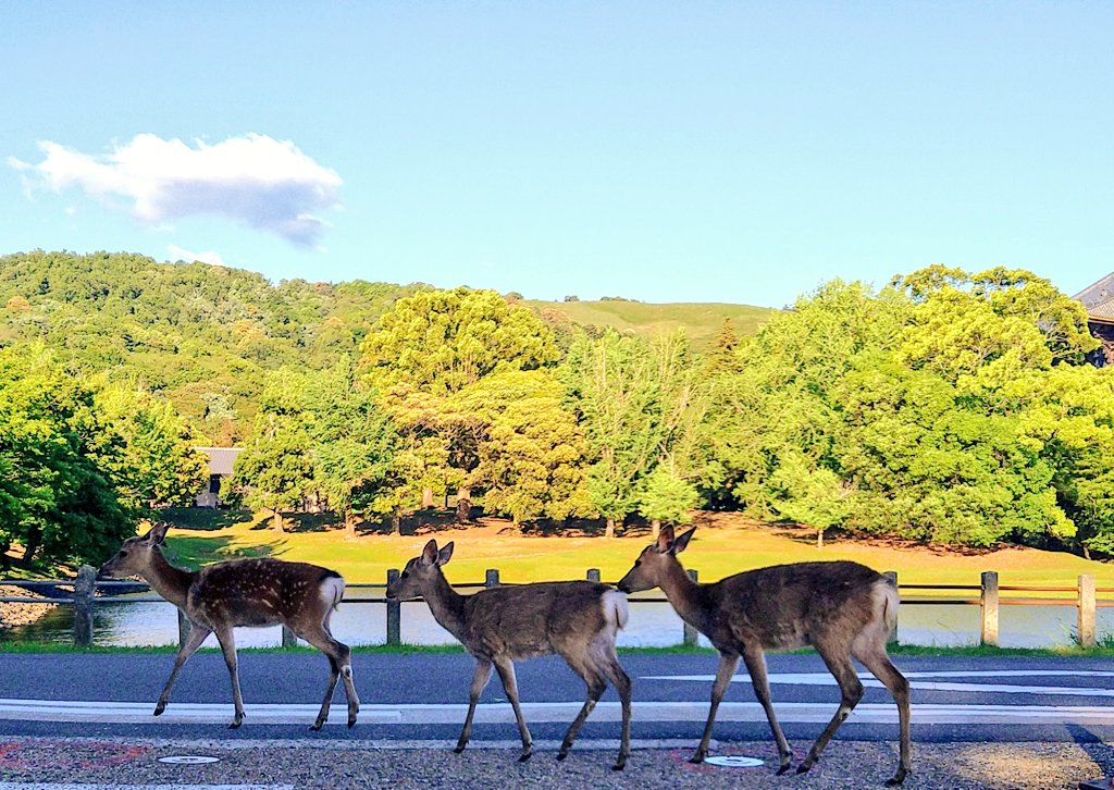 こんばんは🦌

‥‥‥‥‥‥‥‥‥‥‥‥‥‥‥‥‥
#鹿雑貨