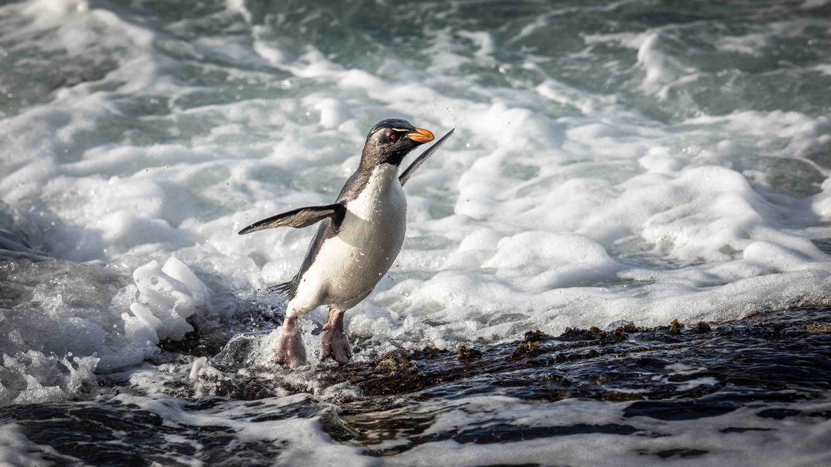 Jumping Landing 夕方、海から戻るイワトビペンギン。 海からイルカのように飛び出して、岩場に上陸する。 身体を岩に打ち付けてしまうこともあるが、足の爪でしっかりと岩をつかみ、海に戻されないようにしている。 (フォークランド諸島にて撮影) #ペンギン #イワトビペンギン #フォークランド諸島