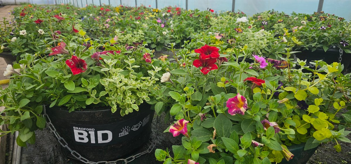 🌺**Blooming brilliant news for Bradford! **🌸 Woodbank is thrilled that we've helped grow the stunning summer flowers for around 150 hanging baskets destined for @bradford_bid to hang in Bradford's city centre supplied by our sister company @ACWGardenCentre #hangingbaskets