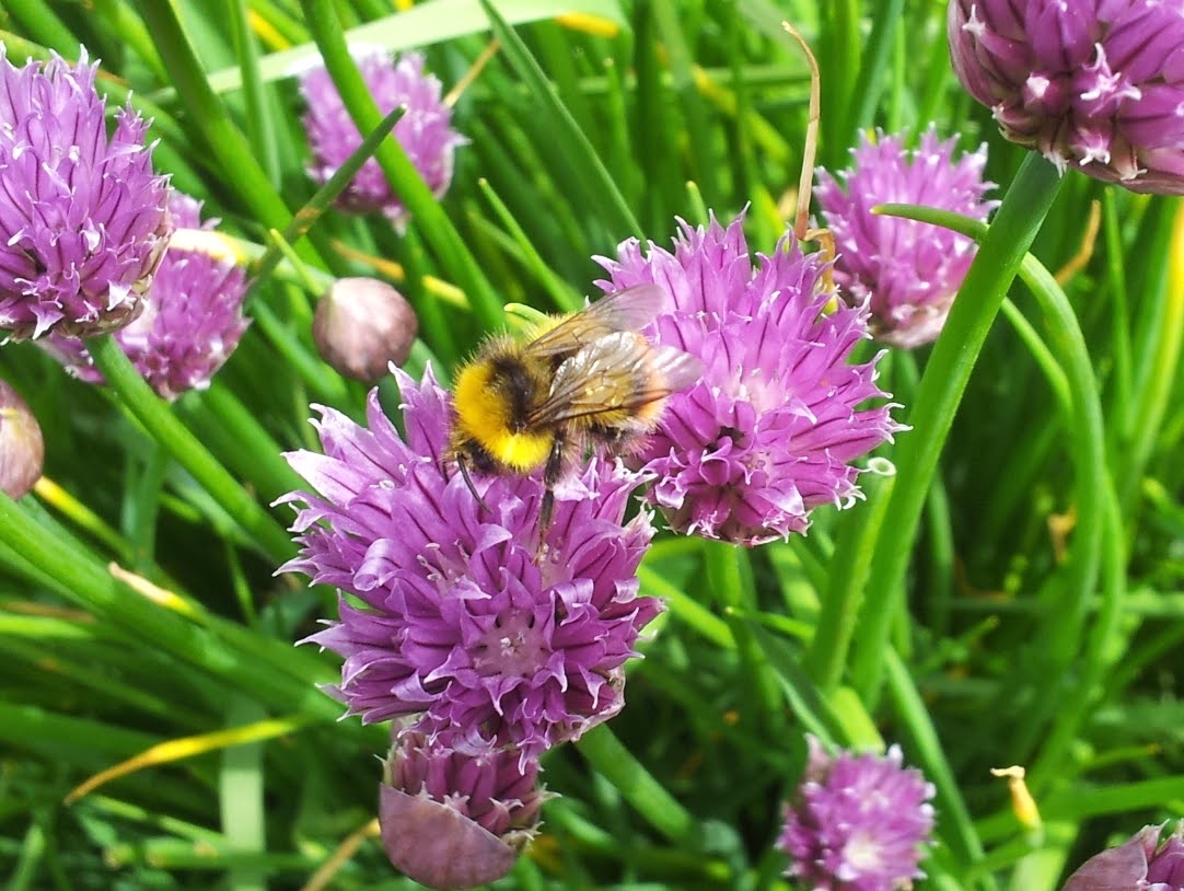 WWOOFUK's tweet photo. Yesterday was #WorldBeeDay and lots of people expressed concerns about #pesticides harming #bees. 

@PAN_UK have written a wonderful article for us about the work they're doing to tackle the problems caused by pesticides and what we can all do to help: https://t.co/PWlnJ3bi0a 🐝 https://t.co/xHIQzJHn7Q
