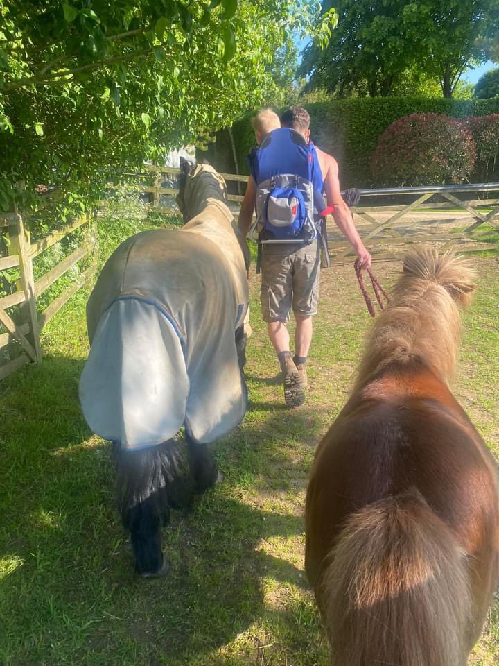 Claire Hart Equine tweet media