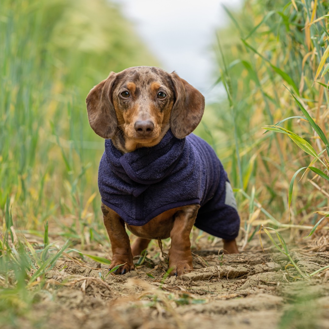 When you hear the rain on your window in the morning and know your dog's going to look like this today... Never have your Drying Coat far away. 🐶 Nothing deals with damp and dirty dawgs better. SHOP: ow.ly/BJlk50ROpvL