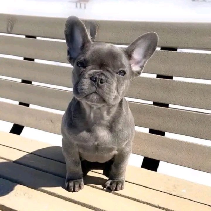 french550's tweet photo. So so pretty 🥰
#frenchie #frenchies https://t.co/27RzY4Ur7O