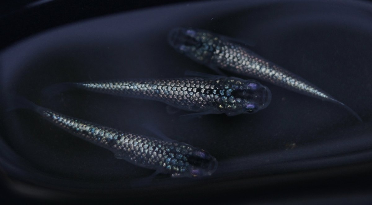 jk91410105's tweet photo. 久々にコメオクします( *´꒳`* )

ラピス改 雄1雌2 トリオ

幼魚サイズ

1円からでお願いします🙇‍♀️

明日22時〆切

ラスト入札から5分の延長あり

送料:着払い

支払い:振込、PayPay https://t.co/yn79Xgwoeq