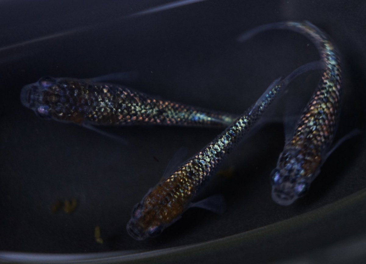 jk91410105's tweet photo. 久々にコメオクします( *´꒳`* )

ウリエル 雄1雌2 トリオ

若魚サイズ

1円からでお願いします🙇‍♀️

明日22時〆切

ラスト入札から5分の延長あり

送料:着払い

支払い:振込、PayPay https://t.co/WGoq50p1iQ