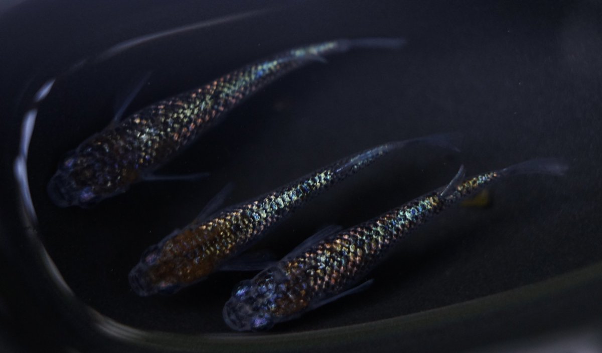jk91410105's tweet photo. 久々にコメオクします( *´꒳`* )

ウリエル 雄1雌2 トリオ

若魚サイズ

1円からでお願いします🙇‍♀️

明日22時〆切

ラスト入札から5分の延長あり

送料:着払い

支払い:振込、PayPay https://t.co/WGoq50p1iQ