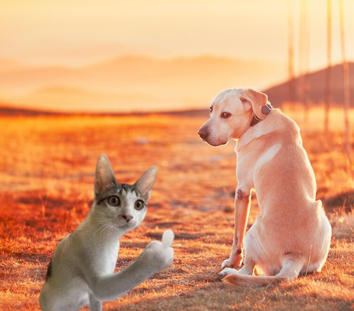 Fukurdog's tweet photo. Fuck them dogs 😾 https://t.co/ZMwlkHavR0