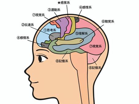 脳は部位ごとに役割が決まってる。 が、遺伝子に運命づけられた訳ではない。 神経という配線がそこに繋がってるから役割が特化するだけ。 眼で捉えた光は電気信号に変換され、配線を通って後頭部に。耳で捉えた空気振動は側頭部に。 配線の行き先が変われば脳の役割も変わる。 脳は想像を超えて柔軟。