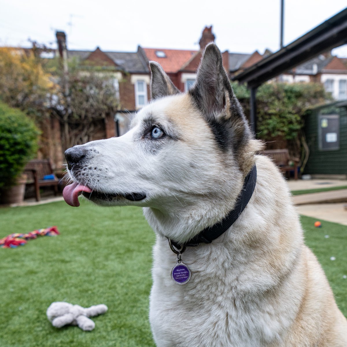Molly is here with her #TongueOutTuesday! Molly is described as having 'a sweet and easy-going temperament and loves meeting new human friends, adults and children alike.' She's a wonderful companion who will make a loving and treasured family member. 💜 themayhew.org/dogs/molly-2/.