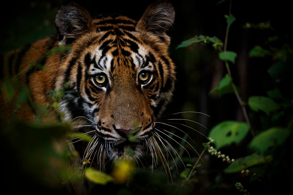 Ismail Shariff tweet media