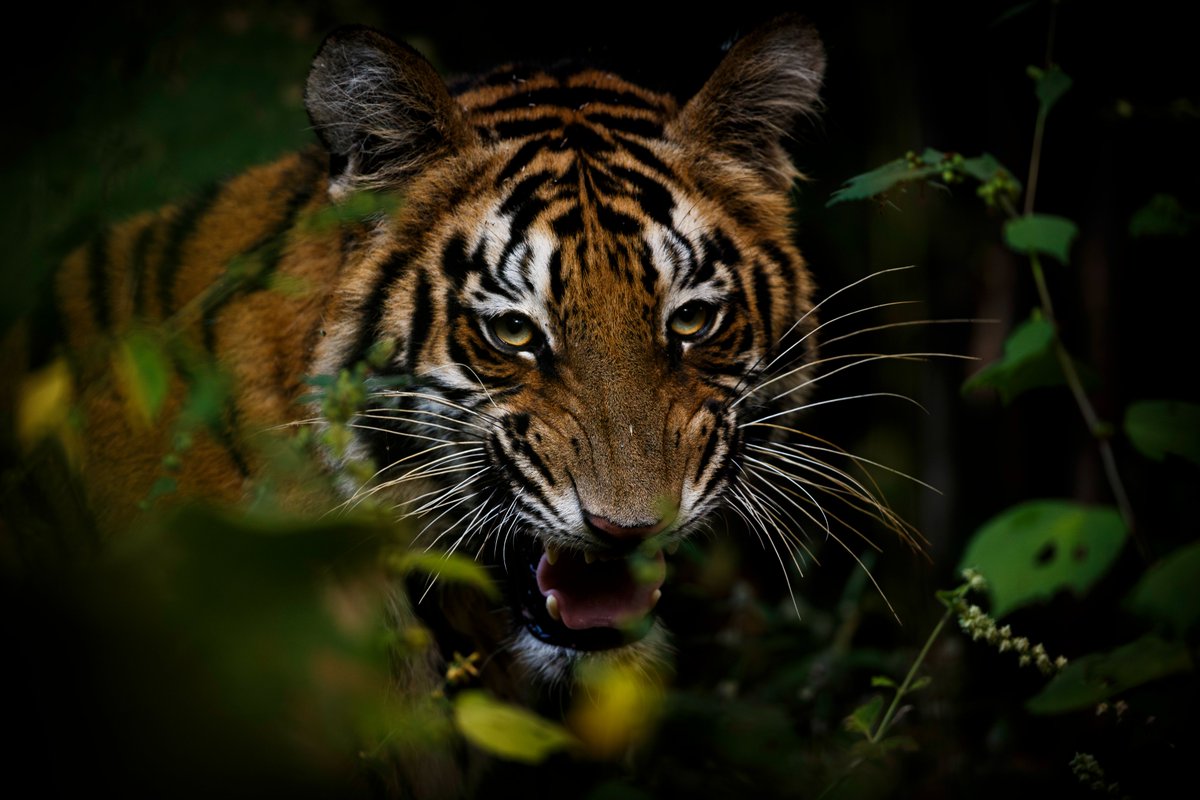 Ismail Shariff tweet media