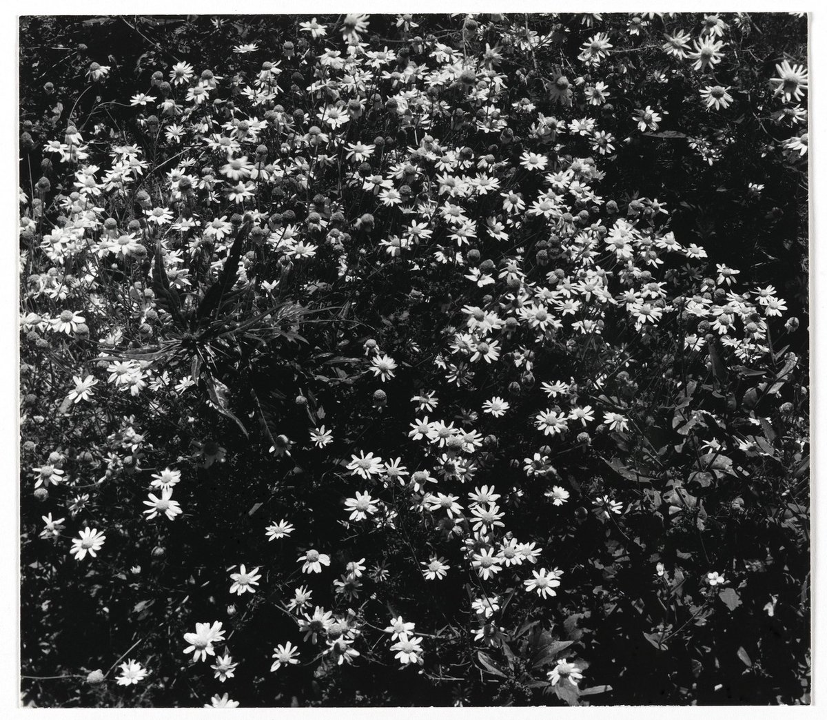[Untitled] (Flowers) brooklynmuseum.org/opencollection…