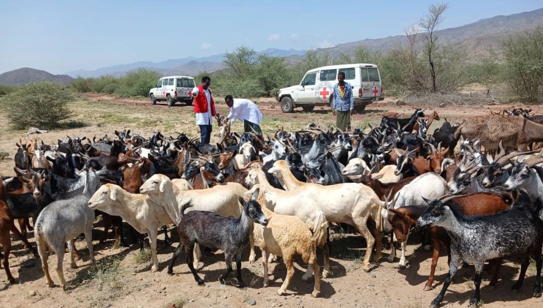 Livestock vaccination helps to protect pastoralist's livelihood in conflict-affected areas. Through @ICRC Livestock vaccination programme 584, 846 animals were vaccinated & 26,242 were treated against diseases in 5 woredas of #Afar region benefiting more than 17,700 households.