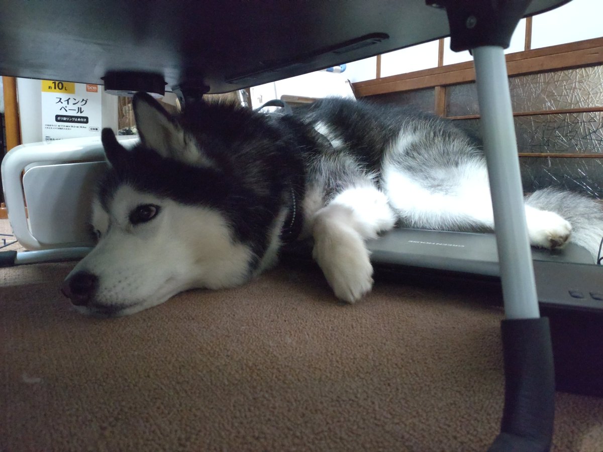 Fate_0624_'s tweet photo. 忘れてた。正解はこちら。
なんでそこで落ち着いたかね…
 #シベリアンハスキー
 #犬のいる暮らし
 #犬のいる生活 https://t.co/a2n8JgfU2X
