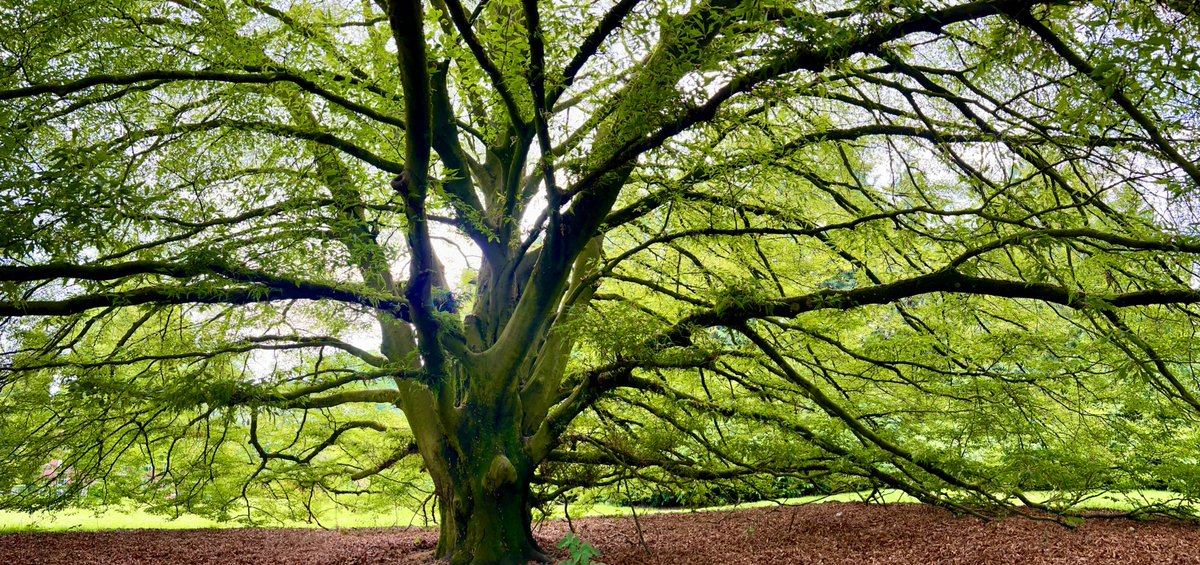 Boom zoals een boom hoort te zijn. Dit is een laagvertakte varenbeuk in het Volkspark in Enschede.