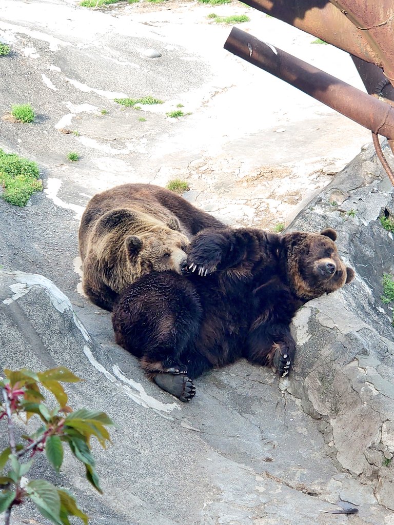 のぼりべつクマ牧場