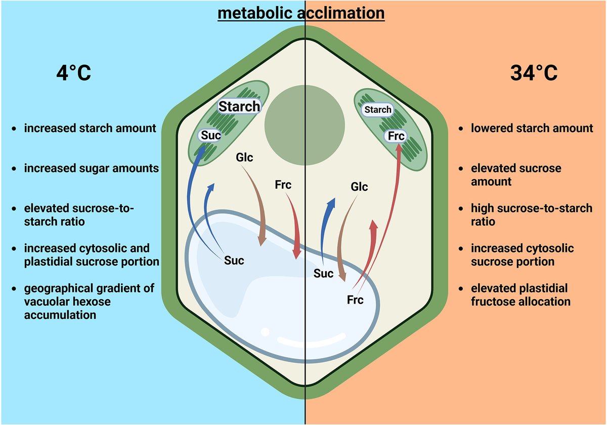 Abiotic stress in plants (Green Survivors) (@abioticstress) on Twitter photo Article by Hernandez et al. <a href="/cell_biomaths/">Thomas Naegele</a> <a href="/shinihoi/">Nastja (Anastasia) Kitashova</a> <a href="/PPLplantarum/">Physiologia Plantarum</a> <a href="/wileyplantsci/">Wiley Plant Science</a> <a href="/wileyfoodsci/">Wiley Food Science</a>
Natural variation of #temperature #acclimation of #Arabidopsis thaliana
onlinelibrary.wiley.com/doi/full/10.11…
#PlantSci <a href="/lab_costa/">Alex Costa</a> <a href="/Alex_Verbeek/">Alexander Verbeek 🌍</a> <a href="/Ale_Raza6/">Ali Raza</a> <a href="/NascArabidopsis/">NASC</a> <a href="/AbiluTangwa/">Tangwa Abilu.🌿🌏🌾🍀🍃.SDG's.</a> <a href="/Sdg13Un/">🇺🇳 #UN 🇺🇳 #SDGs 🌏 #ClimateAction 🌐 #ActNow</a> Article by Hernandez et al. <a href="/cell_biomaths/">Thomas Naegele</a> <a href="/shinihoi/">Nastja (Anastasia) Kitashova</a> <a href="/PPLplantarum/">Physiologia Plantarum</a> <a href="/wileyplantsci/">Wiley Plant Science</a> <a href="/wileyfoodsci/">Wiley Food Science</a>
Natural variation of #temperature #acclimation of #Arabidopsis thaliana
onlinelibrary.wiley.com/doi/full/10.11…
#PlantSci <a href="/lab_costa/">Alex Costa</a> <a href="/Alex_Verbeek/">Alexander Verbeek 🌍</a> <a href="/Ale_Raza6/">Ali Raza</a> <a href="/NascArabidopsis/">NASC</a> <a href="/AbiluTangwa/">Tangwa Abilu.🌿🌏🌾🍀🍃.SDG's.</a> <a href="/Sdg13Un/">🇺🇳 #UN 🇺🇳 #SDGs 🌏 #ClimateAction 🌐 #ActNow</a>