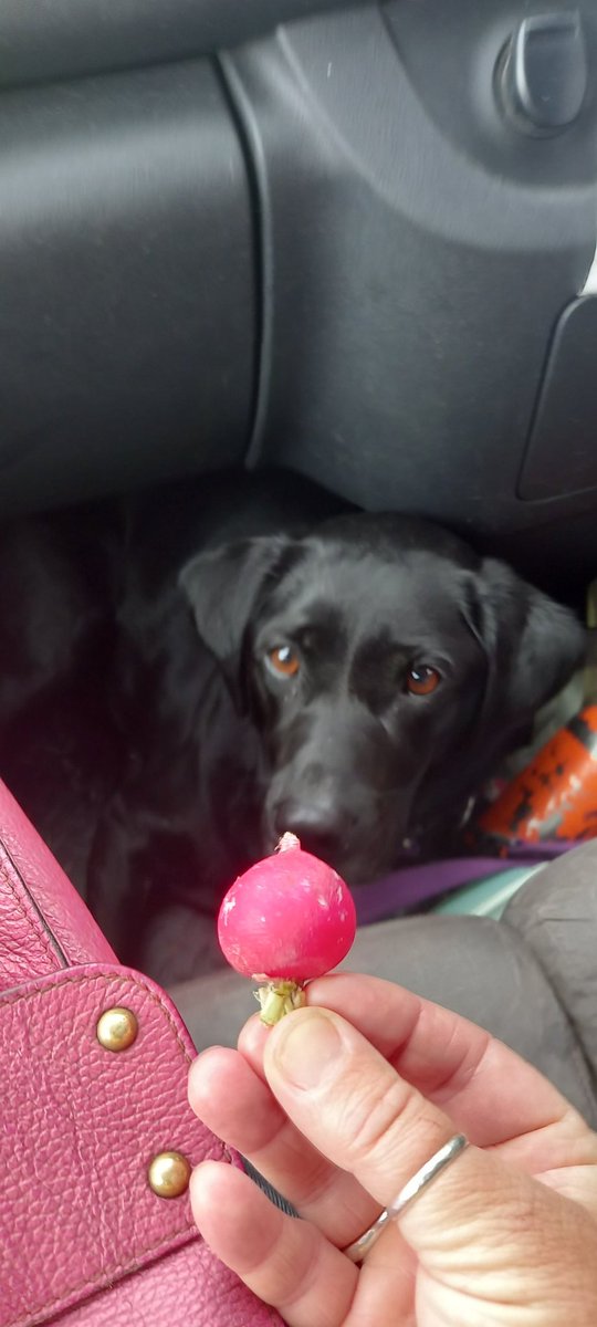 Fit Dog Happy Dog (@FitDogHappyDog1) / Posts / X