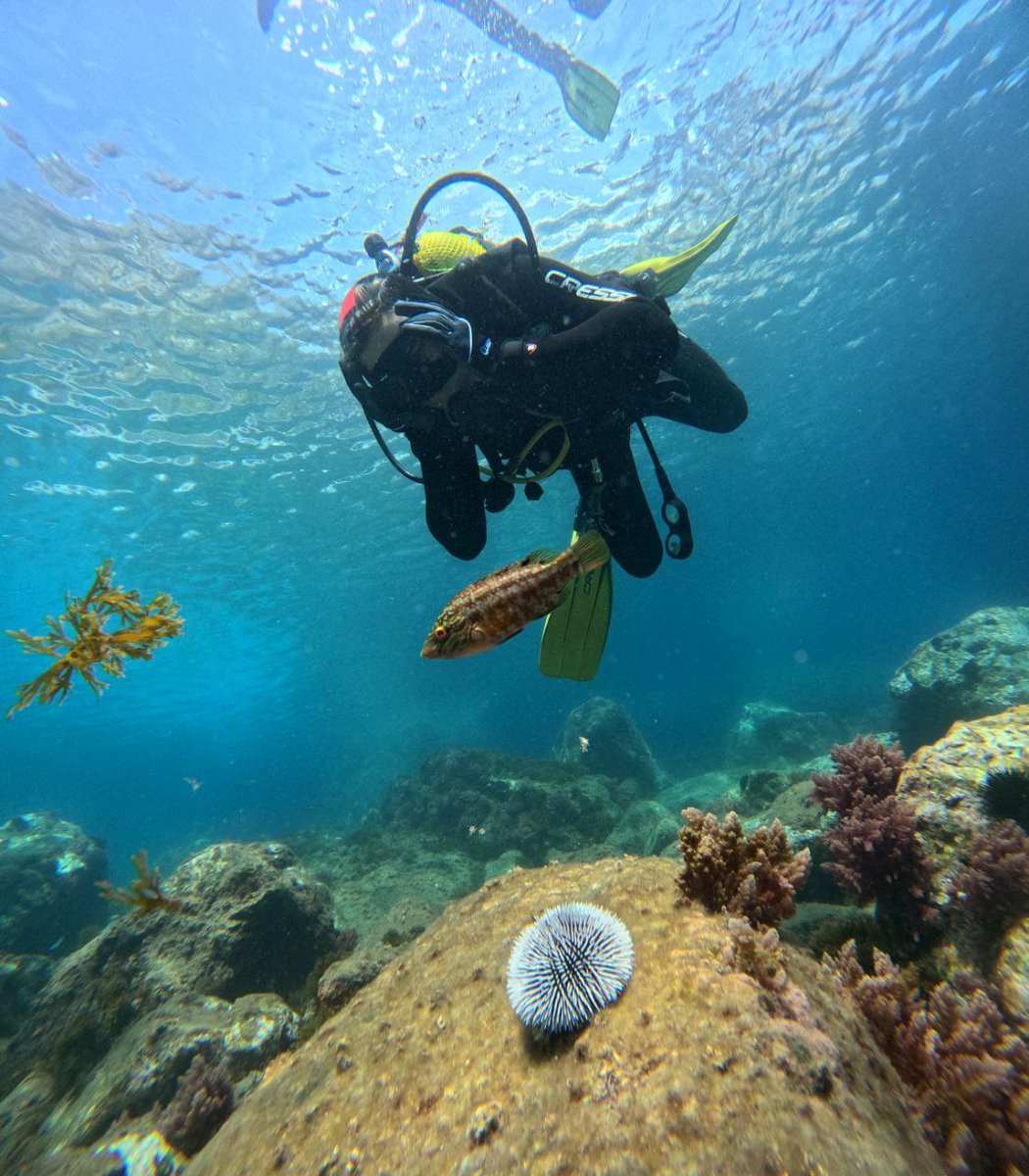 Nerjadiving's tweet photo. If you want to join us for some #scubadiving #padicourses or maybe just go #snorkeling feel free to book on our webpage   https://t.co/LUaXvwIswS #dykcenter #tauchen #buceo #laherradura #nerja #almuñecar #torroxcosta #malaga #costatropical #costadelsol
mail@nerjadiveresort.com https://t.co/ema2jJa1Bj