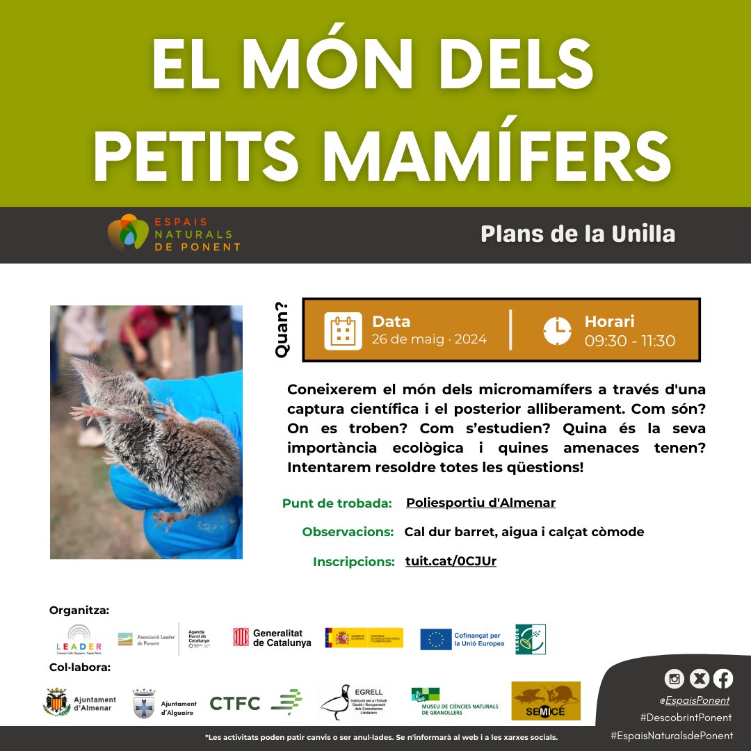 💚@EspaisPonent organitza 2️⃣ activitats per gaudir de la natura a #TerresDeLleida

🐦‍⬛️El 24, a l'espai natural dels Secans de Belianes-#Preixana, el projecte #orenetes

🐀El 26, a l'espai de Plans de la Unilla, una aproximació als micromamífers

Info a: espaisnaturalsdeponent.cat/ca/