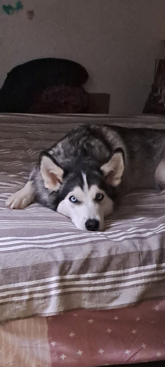 Feliz aniversario lobita preciosa. 2 añitos preciosos y dulces..ojalá pudiéramos estar contigo en estos justos momentos para comerte a besitos y mimos..
Tu huesito te está esperando..💓🐺
Tu felicidad siempre será nuestra felicidad..
t'estimem moltissim..!!
🐺💓👫🏻
#PepaWolf