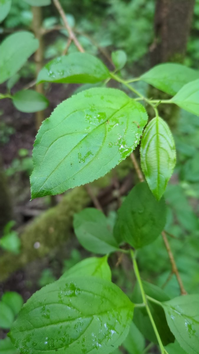 Rhamnus cathartica (Purging Buckthorn) in woodland just South of Kinvarra. A really nice find and possibly only my second time seeing this species of tree. A strongly calcicolous shrub. @BSBI_Ireland @BSBIbotany