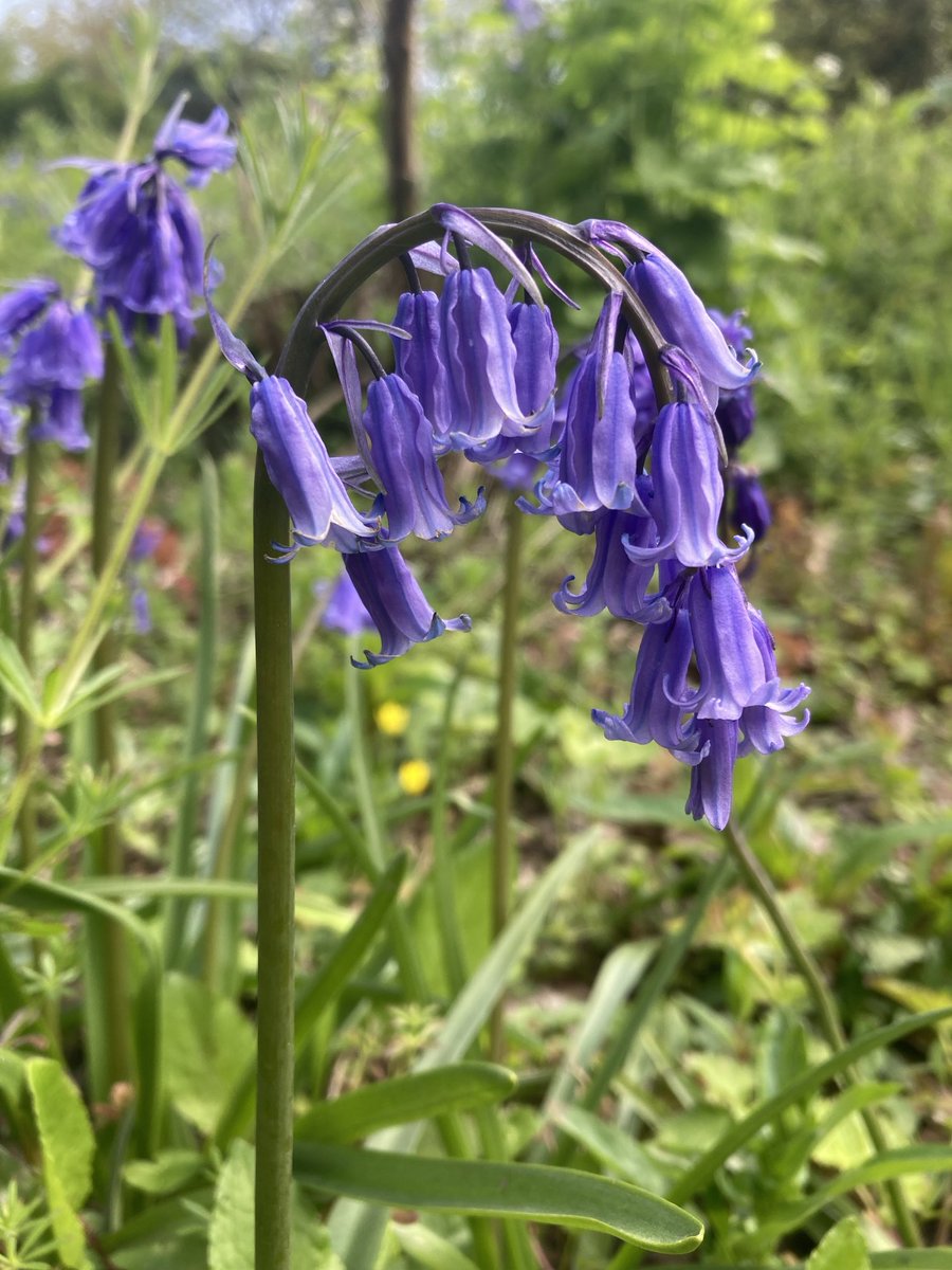 Daily bluebell photo #37 All are English bluebells - Hyacinthoides non-scripta 🤗💜