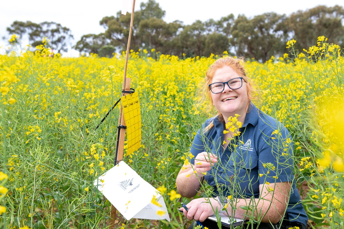 I am seeking a few more low insecticide input canola paddocks in Northam, Albany and Esperance to monitor for insect pests and natural enemies🐞Send me a pm to find out more🙏😁 @SAgE_UWA @GRDCWest @DPIRDbroadacre