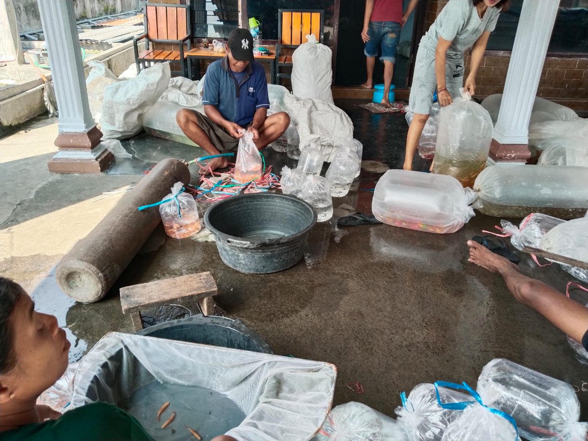 widiya_wiwit4's tweet photo. Selasa (21/05) Lilis Widiyawati. di pokdakan daldoyong desa Banjarejo Kec. Ngadiluwih mendampingi panen ikan hias sumatera 500 ekor harga 1500 k/ekor. Red fin 600 ekor harga 1500 k/ekor. Kolam beton
#GiatLuhkanSatminkalBWI
#luhlapor
#kediripanen
#Bppp_banyuwangi
#Pusluh https://t.co/eMVEwmndSl