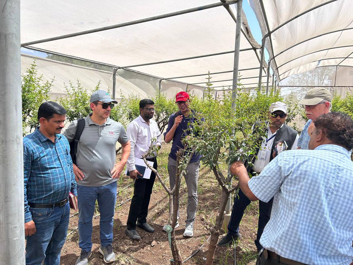 Horti_GoI's tweet photo. International experts visit NRC Pomegranate in Solapur, Maharashtra, to select a site for the Clean Plant Programme. 🌿🍈 A National Horticulture Board initiative. #CleanPlantProgramme #Horticulture #Agriculture #India @AgriGoI https://t.co/P7ecRgUi7o